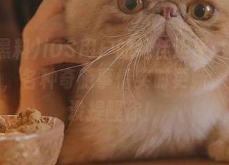 iOS用户的绝佳选择：吃瓜黑料在线，各种奇葩事情实时更新，别说我没提醒你！